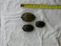 DSCN0367.jpg