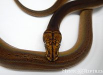PhantomGC Drago new WM.jpg