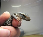 Baby#9a.jpg