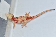DSC_0390.jpg
