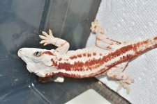 DSC_0398.jpg
