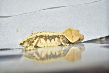 DSC_0304.jpg