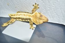 DSC_0303.jpg