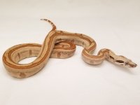 20180427_132859_1024x1024@2x.jpg