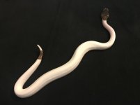 bp pied.jpg