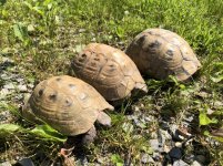 golden greek tortoises.jpg