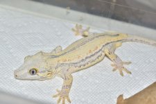 DSC_0376.jpg
