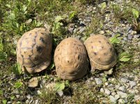 golden greek tortoise.jpg