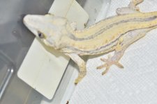 DSC_0378.jpg