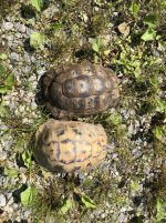 golden greek tortoise for sale.jpg