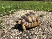 egyptian tortoise.jpg