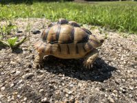 egyptian tortoises.jpg