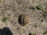egyptian tortoises for sale.jpg
