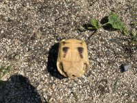 egyptian tortoise for sale.jpg