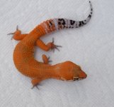 Screenshot_20180729-160458_Gallery.jpg