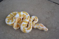 albino female,male 028 (1024x683).jpg