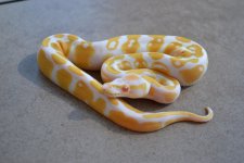 pastel and albino 029 (1024x683).jpg