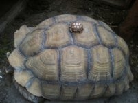 Copy of sulcata.jpg