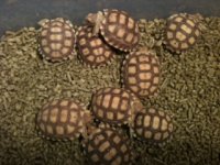 sulcata babies.jpg