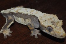 pinstripe female.jpg
