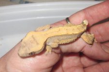 crestedbanana1.jpg