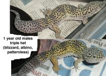 1yearmales3het.jpg
