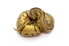 Spider Leopard Clown 2.jpg