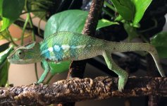 malepantherchameleonforsale.jpg