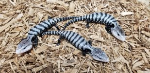Axanthic Blue Tongue Skinks pic 2.jpg