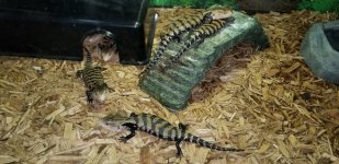 Baby Blue Tongue Skinks pic 2.jpg