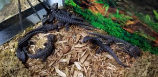 Red Eyed Crocodile Skink pic 2.jpg
