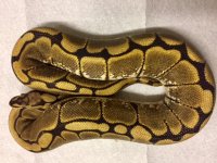 ballpython6-8-18a.jpg