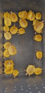 Ultra Albino and Albino RES .jpg