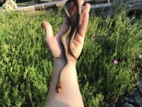 baby 2017 woma.jpg