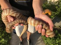 female woma.jpg