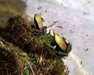 mantella expectata.jpg