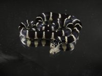 1G.b.jpg