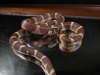1.0hypo WC Carlsbad.jpg
