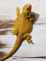 20180726_213335.jpg