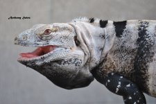 DSC_0418.jpg