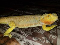 20180524_200851[1].jpg