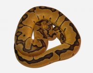 DP pastel enchi clown male 1b.jpg