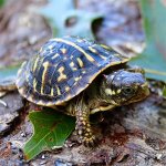 box turtle care.jpg