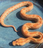 2018 Albino.jpg