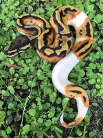 pied6w.jpg