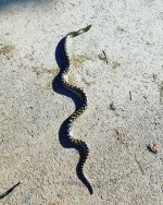 IMG_20180426_205648_325.jpg