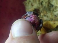 20180525_195321.jpg