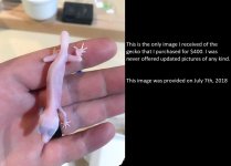 . Gecko at.jpg