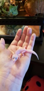 . Gecko at arrival.jpg