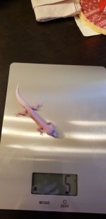 . Gecko Weight Proof.jpg